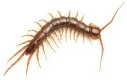 Extermination mille pattes scutigeres
