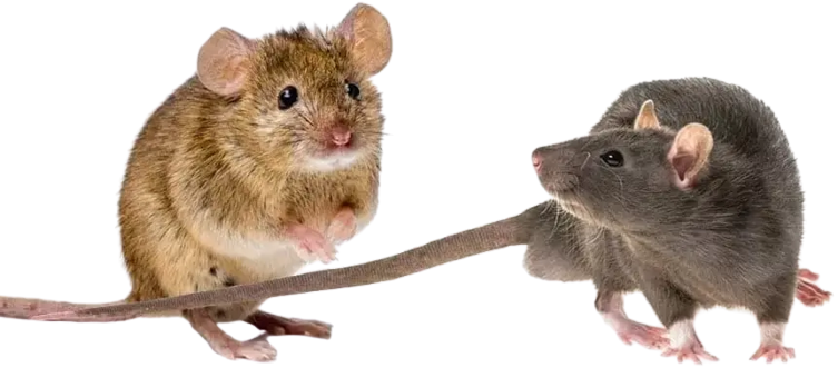 de rats et de rongeurs