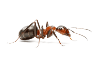 les-meilleurs-exterminateur-de-fourmis-a-montreal
