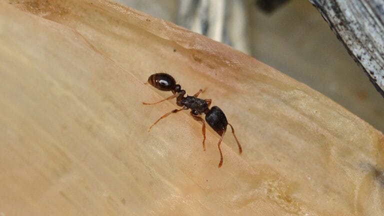 Fourmi de miel dans un environnement naturel, spécialiste en extermination de nuisibles, services professionnels de contrôle de parasites, solution anti-fourmis efficace.