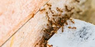 6 méthodes efficaces pour contrôler les fourmis