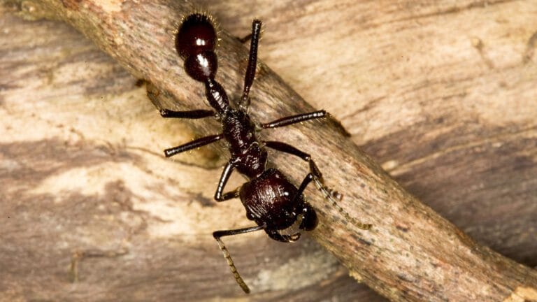 Ant sans capacité de reconnaissance de visage ou d’identité.