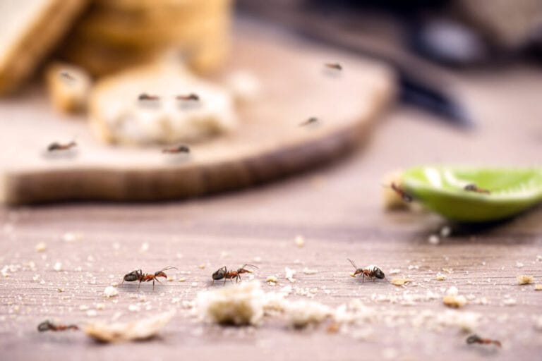 Des fourmis sur un plan de travail avec débris et nourriture, contrôle des invasions d'insectes, extermination d'animaux nuisibles à Montréal.