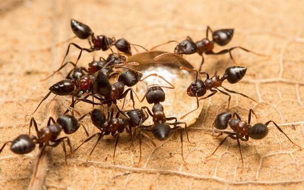 Comment éloigner les fourmis