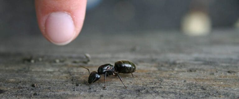 Puce noire sur une plaque de bois, intervention professionnelle contre les parasites.