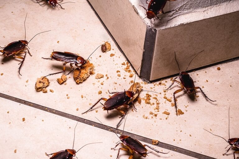 Filename: rats-in-kitchen-securite-contre-les-rats-ingredients-anti-nuisibles.jpg.