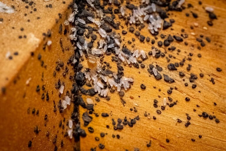 Nuisibles, infestation de puces ou d'acariens sur une surface en bois, infestation domestique ou commerciale, traitement antiparasitaire efficace, désinfection pour la santé et la sécurité.