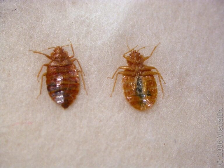 Insectes nuisibles, punaises de lit, traitement professionnel pour éliminer les infestations. Experts en extermination de punaises de lit pour votre confort et sécurité.
