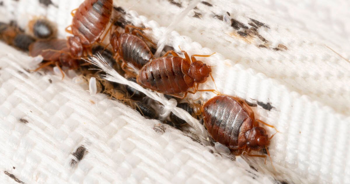 Un groupe de punaises de lit sous le lit