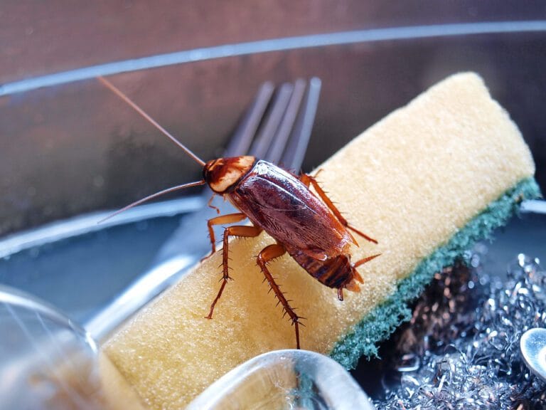 Aleur de cafard dans un processus de traitement antiparasitaire, nettoyage professionnel contre les insectes nuisibles, extermination de cafards, méthode efficace de contrôle des nuisibles, service d'élimination des insectes en milieu résidentiel ou commercial.