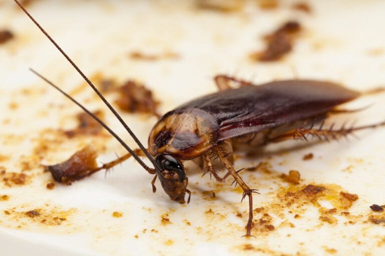 Plancher avec cafard et débris, extermination de cafards, service de lutte antiparasitaire, désinsectisation, expertise en extermination de punaises de lit et rongeurs, solution antiparasitaire fiable.