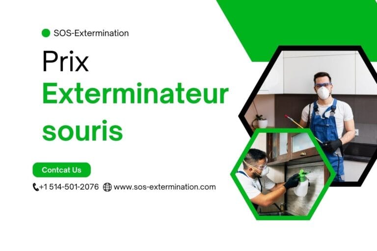Exterminateurs de souris professionnel appliquant des traitements dans une maison à Montréal. Service d'extermination de souris fiable et efficace par SOS Extermination.