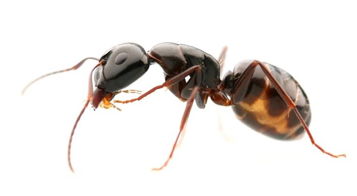 ant