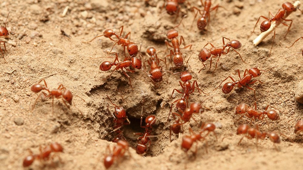 ants