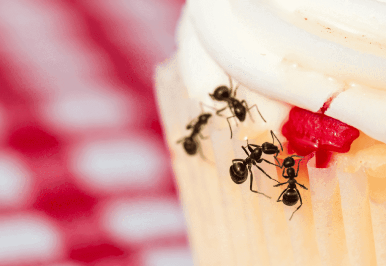 Ant, fourmis, extermination, contrôle antiparasitaire, nettoyage d'insectes, service antpest, SOS Extermination, lutte contre les fourmis, désinsectisation professionnelle, solution d'insectes nuisibles, prévention des infestations d'insectes.