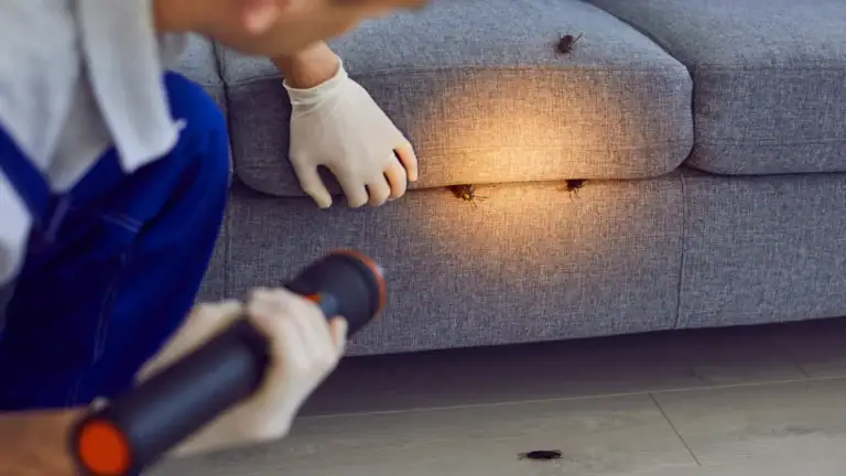 Exterminateur de cafards utilisant une lampe UV pour détecter les insectes sur un canapé gris, service professionnel de lutte antiparasitaire, élimination des cafards en milieu résidentiel, contrôle des nuisibles par SOS Extermination.