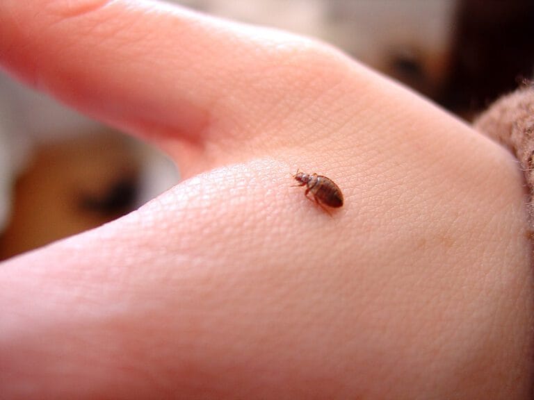 Matière à insecte de punaises de lit sur une peau humaine.