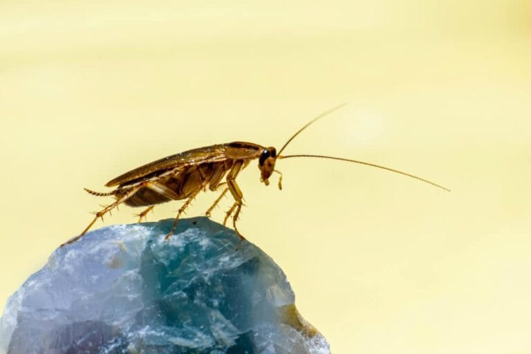 Nid de cafard sur une roche, extermination de nuisibles, service professionnel contre les insectes, dératisation et contrôle des ravageurs, SOS Extermination, expertise en éradication de cafards.