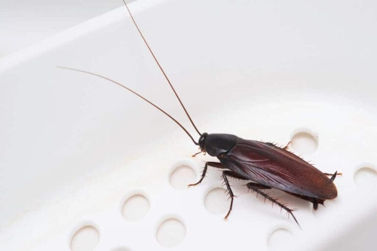 Fichier d'image : cafard-cockroach-extermination-ces-questions-que-vous-devez-connaître.webp.