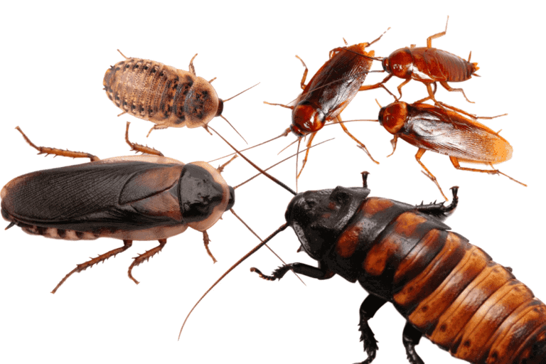 Les insectes nuisibles comme les cafards, les fourmis, les puces, les termites et les ravageurs domestiques, contrôlés par SOS Extermination pour un environnement sans parasites.