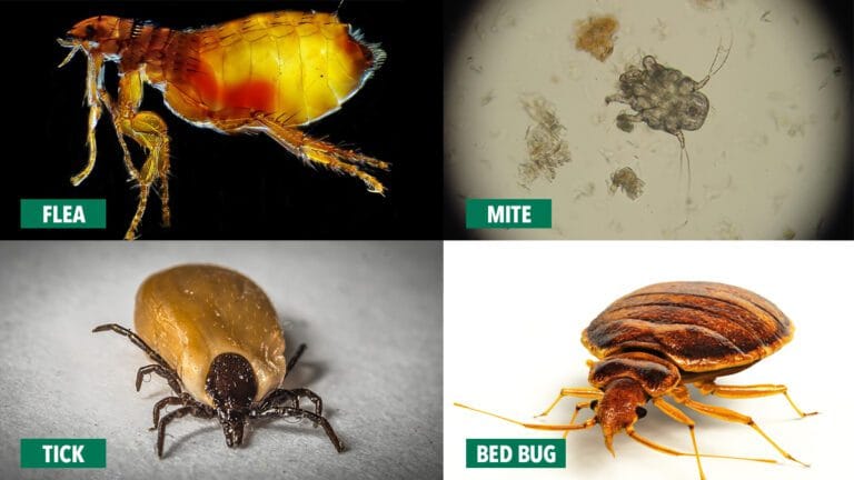 Fausse captures de puces, mites, tiques et punaises de lit pour la lutte antiparasitaire, traitement professionnel et extermination de nuisibles à Montréal, Québec.
