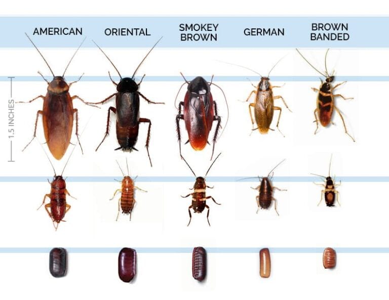American ravageur nuisible infestation élevage.