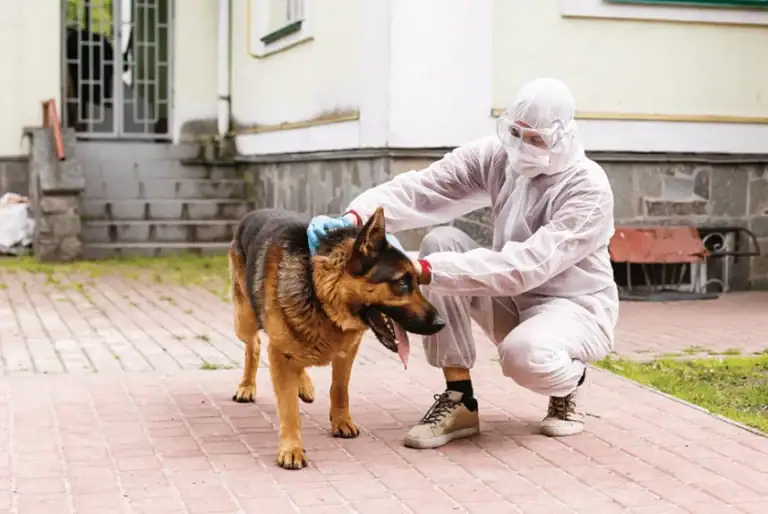 Detection et traitement de nuisibles par SOS Extermination, professionnel en extermination de rongeurs et insectes, équipe expérimentée avec chien guide antipuces et anti rats, services rapides et efficaces.