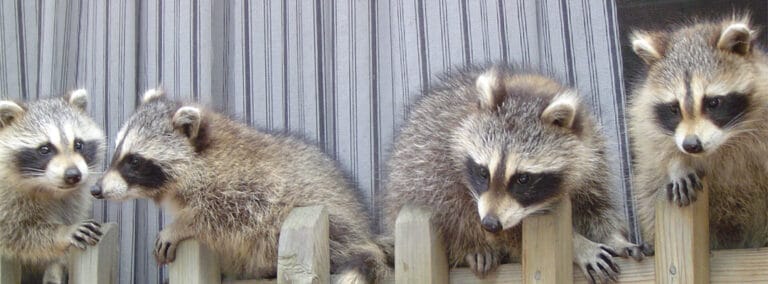 Raton laveur mignon perché sur une clôture en bois, image de nuisibles à éliminer par SOS Extermination.