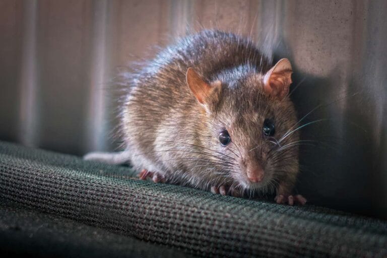 Rongeur moustachu, contrôle de rongeurs, extermination de rats et souris, service professionnel anti-rongeurs, prévention des infestations, société d'extermination à Montréal, désinsectisation et dératisation, intervention rapide et efficace, élimination des nuisibles, société de lutte antiparasitaire.