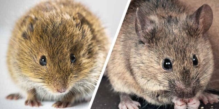 Rongeurs nuisibles, souris et campagnols, en extermination professionnelle à Montréal – SOS Extermination, solutions efficaces pour protéger votre maison ou commerce.