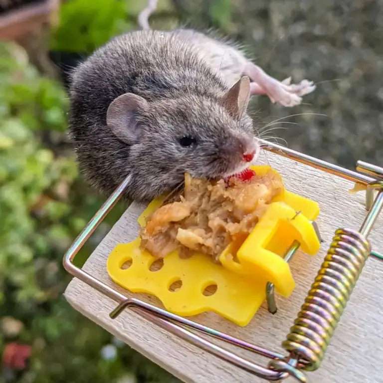 Rongeur mangeant de la nourriture dans un piège à souris, étroitement lié à la lutte contre les nuisibles dans le cadre de services d’extermination professionnels.