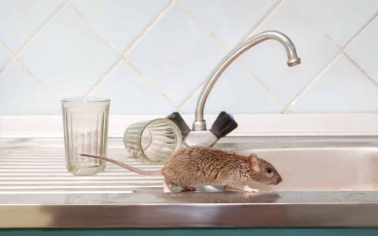 Rattus dans l'évier de cuisine, détecté pour extermination, prévention de nuisibles, service professionnel SOS extermination, lutte contre les rongeurs.