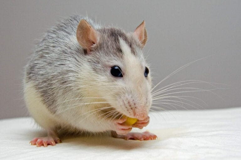 Souris domestique mangeant une noisette sur une surface blanche.