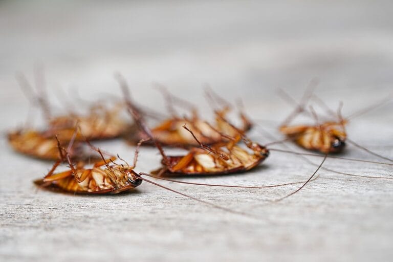 Méfaits des cafards morts, extermination professionnelle, élimination des insectes nuisibles. Forts services de lutte antiparasitaire pour un environnement sain et sécurisé. Offre rapide et efficace.
