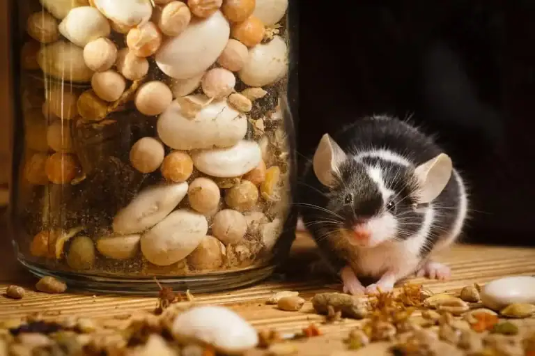 Rongeur de laboratoire noir et blanc à côté d'un bocal rempli de noix, graines et autres aliments pour animaux, sur une surface en bois.