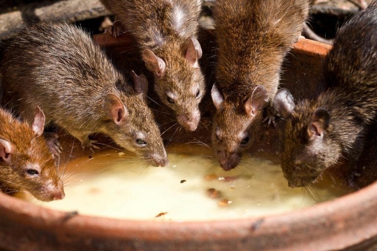Rongeurs, souris, extermination, service professionnel, gestion des nuisibles, élimination rapide, désinsectisation, lutte antiparasitaire, infestation de souris, pest control.