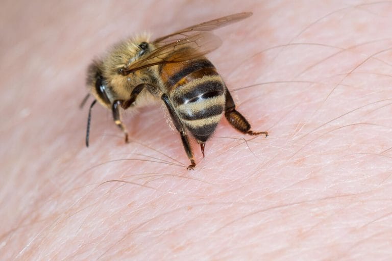 Abeille pollinisant une fleur, insecte nuisible ou utile, contrôle des infestations de ravageurs, produits antiparasitaires, extermination des abeilles, services de lutte antiparasitaires, SOS Extermination.
