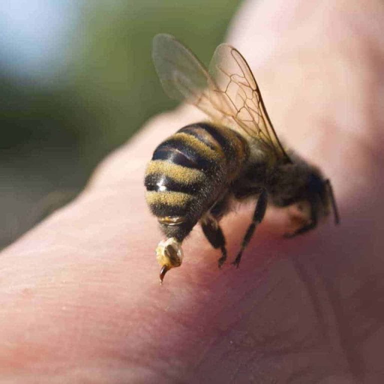 Souris d'abeille sur la peau, control des ravageurs, élimination des insectes nuisibles, service d'extermination professionnel, intervention antiparasitaire sécuritaire.
