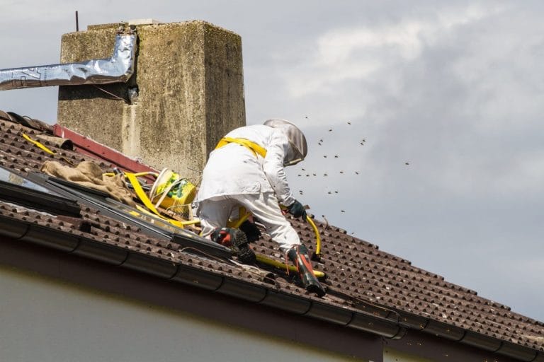 Fichier : technician-extermination-toiture.jpg.