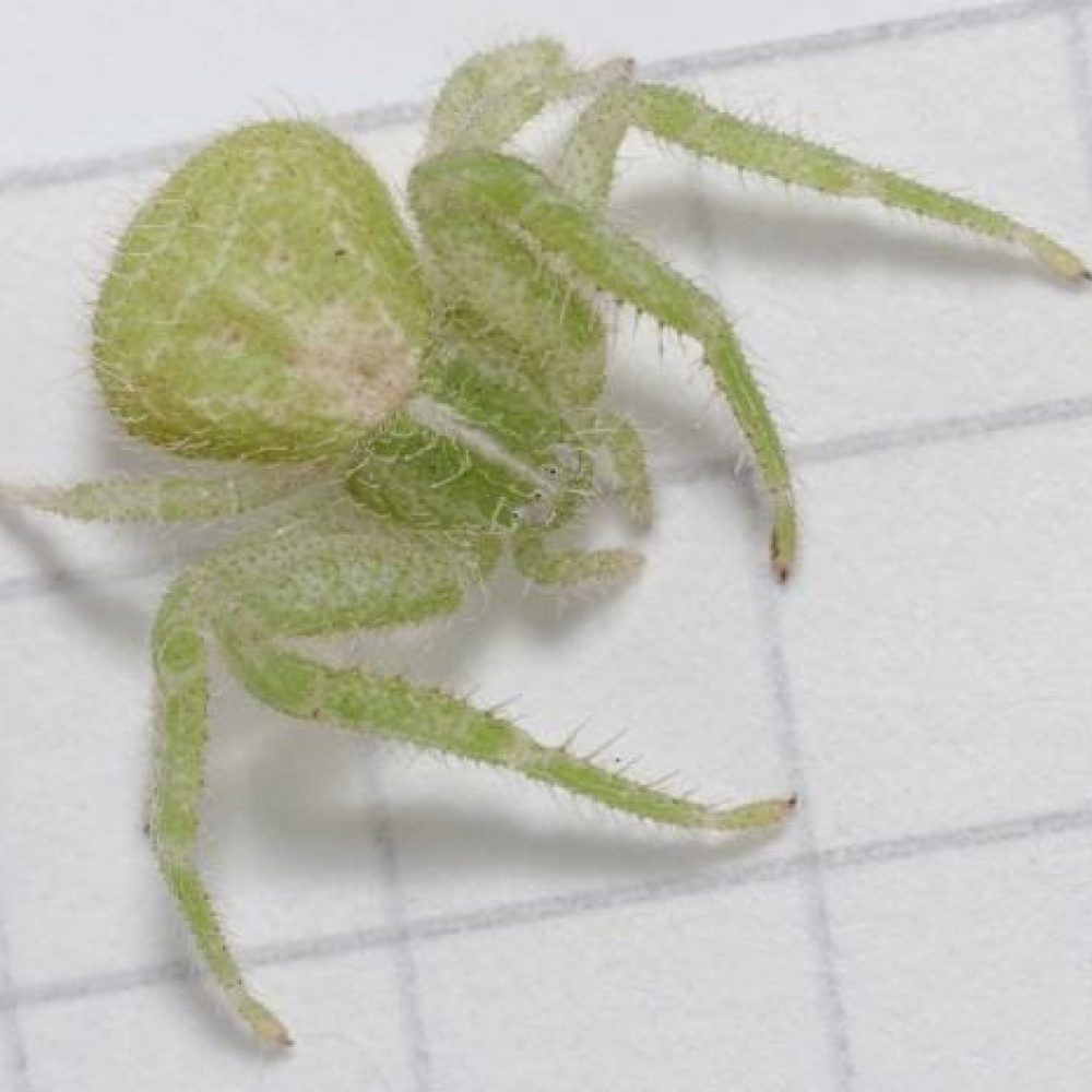Une araignée minuscule et velue sur une feuille de papier blanc, représentant la nécessité d’un contrôle parasitaire professionnel pour l’élimination des insectes nuisibles.