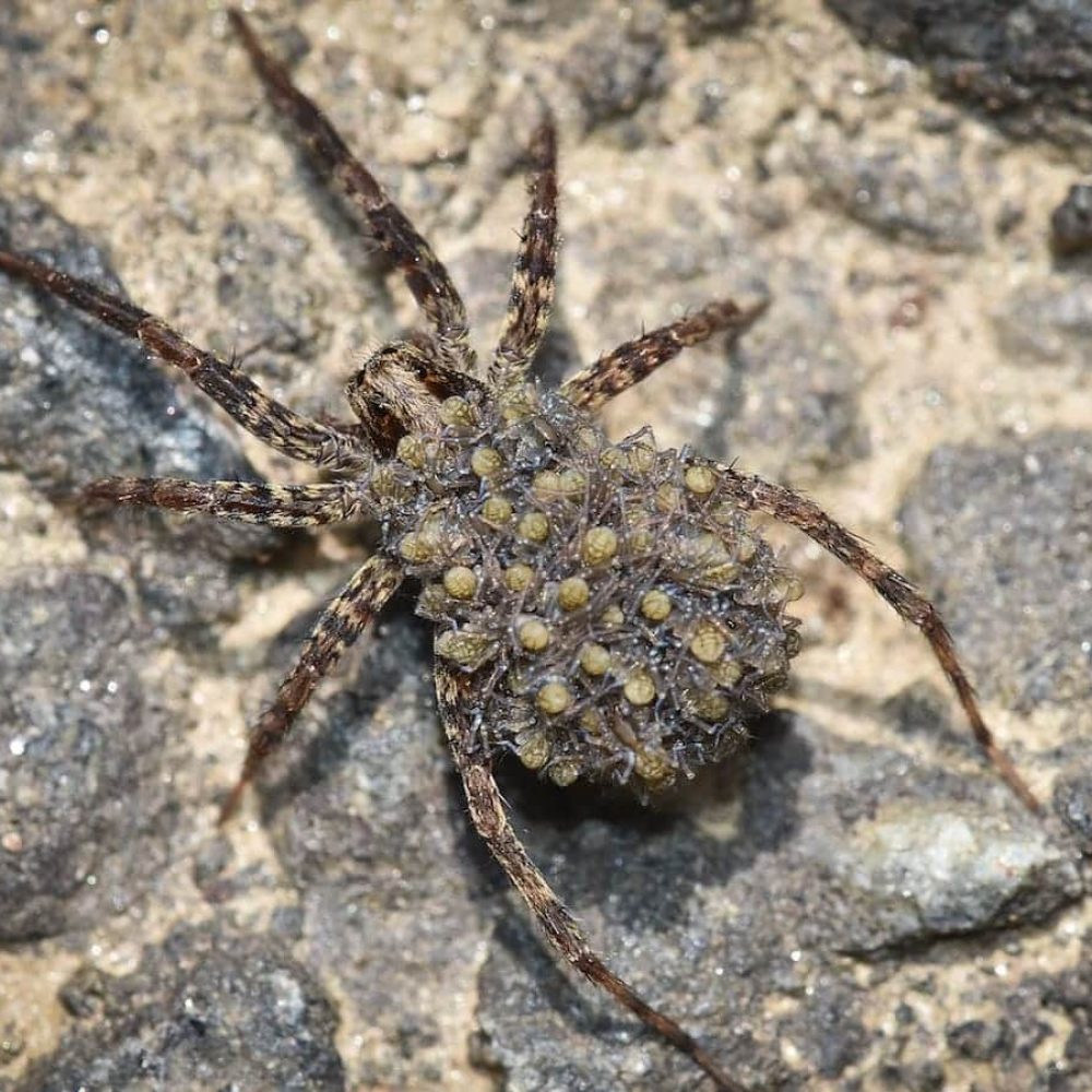 - Vieille araignée avec ses œufs, menace potentielle pour votre maison, service professionnel d'extermination crépusculaire.