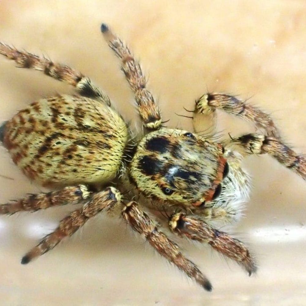 Havre de sérénité : une araignée domestique prête à capturer ses proies, illustration de nos services professionnels contre les nuisibles.