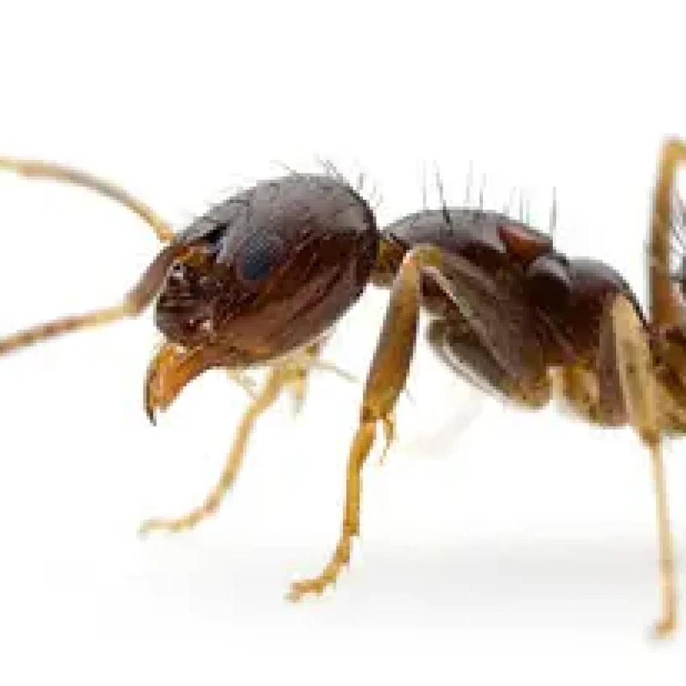 Ant parasite extermination, service professionnel de dératisation antérieure, traitement efficace contre les fourmis pour une maison sans nuisibles.