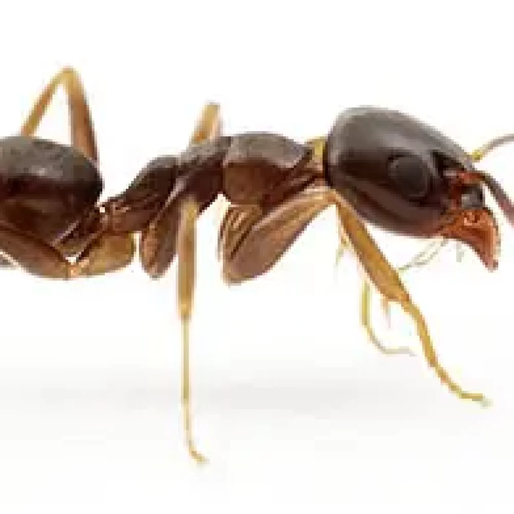 Exterminateur de fourmis à Montréal