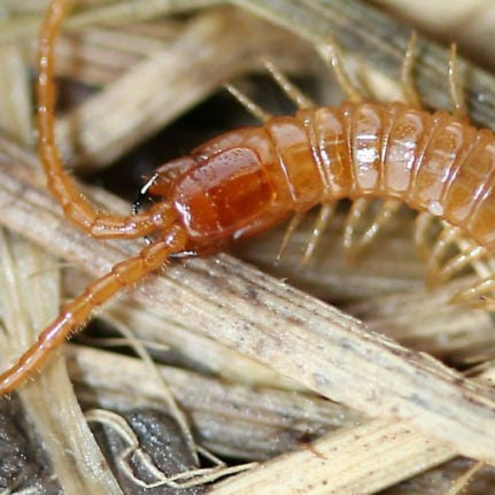 Geophilomorphes