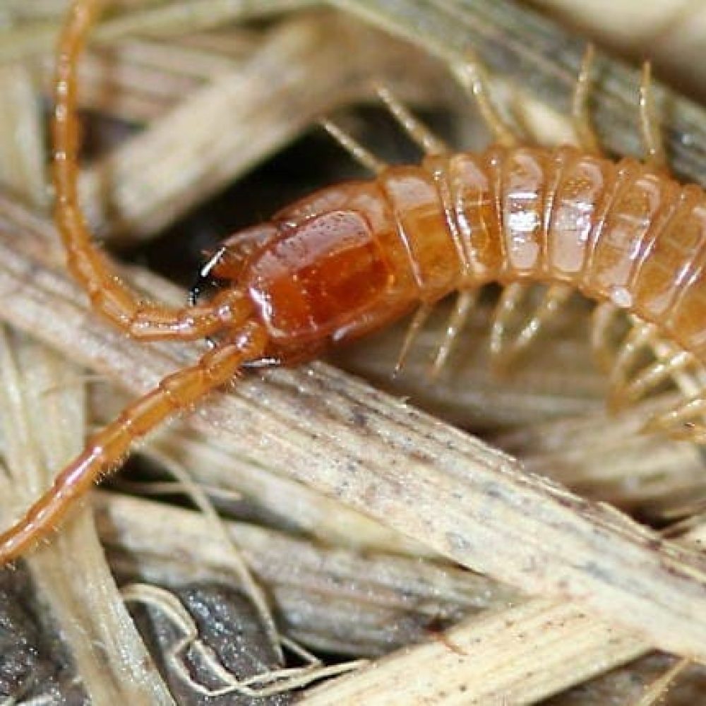 Plomberie ou traitement antiparasitaire contre les larves de termites ou insectes nuisibles, avec une image d'un insecte nuisible en gros plan.