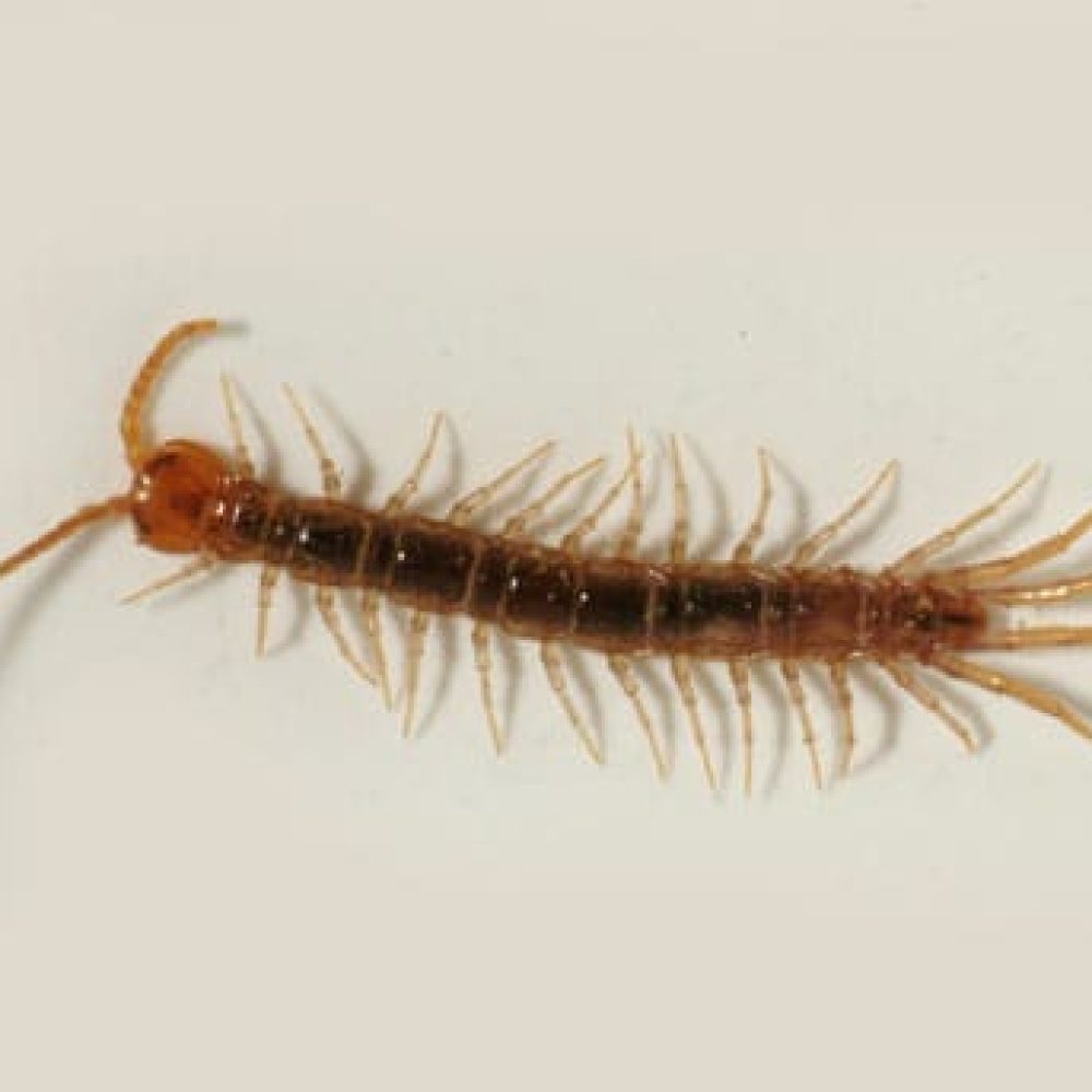 Lithobiomorphes