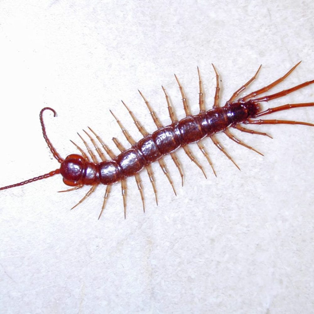 Scolopendromorphes