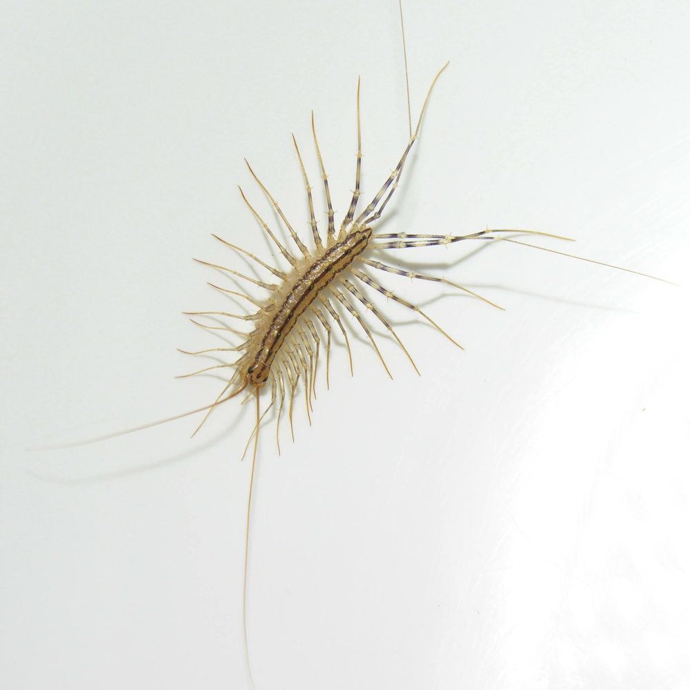 Scutigeromorphes