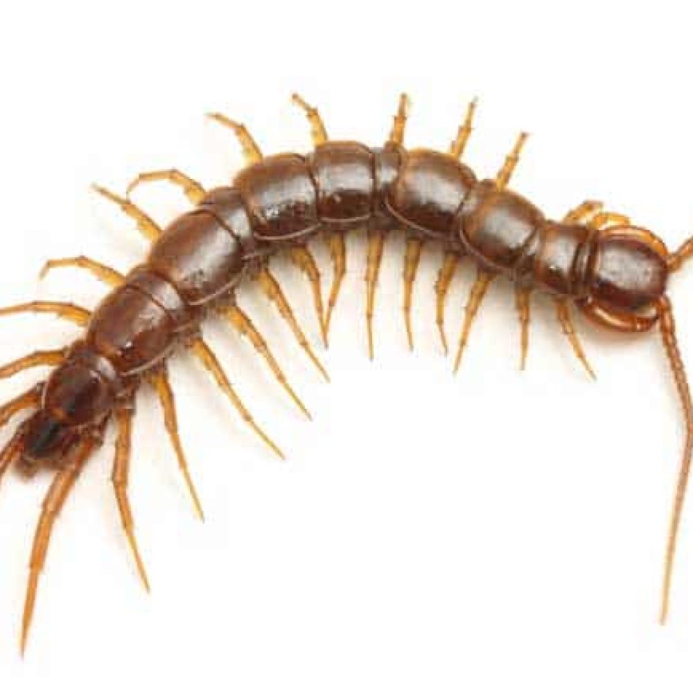 Extermination mille pattes scutigeres